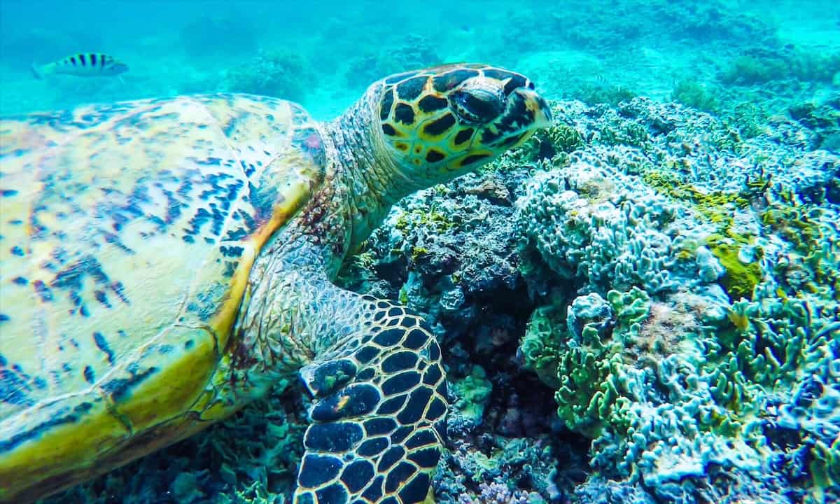 Snorkel en las islas Gili - Tortugas, Corales azules & Estatuas románticas submarinas