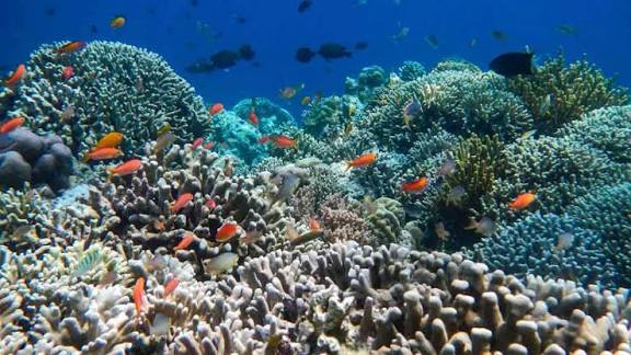 Snorkel en las islas Gili - Tortugas, Corales azules & Estatuas románticas submarinas